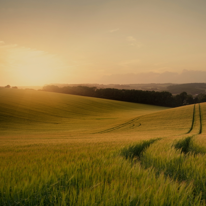 Rolling green fields illuminated by warm sunset light.