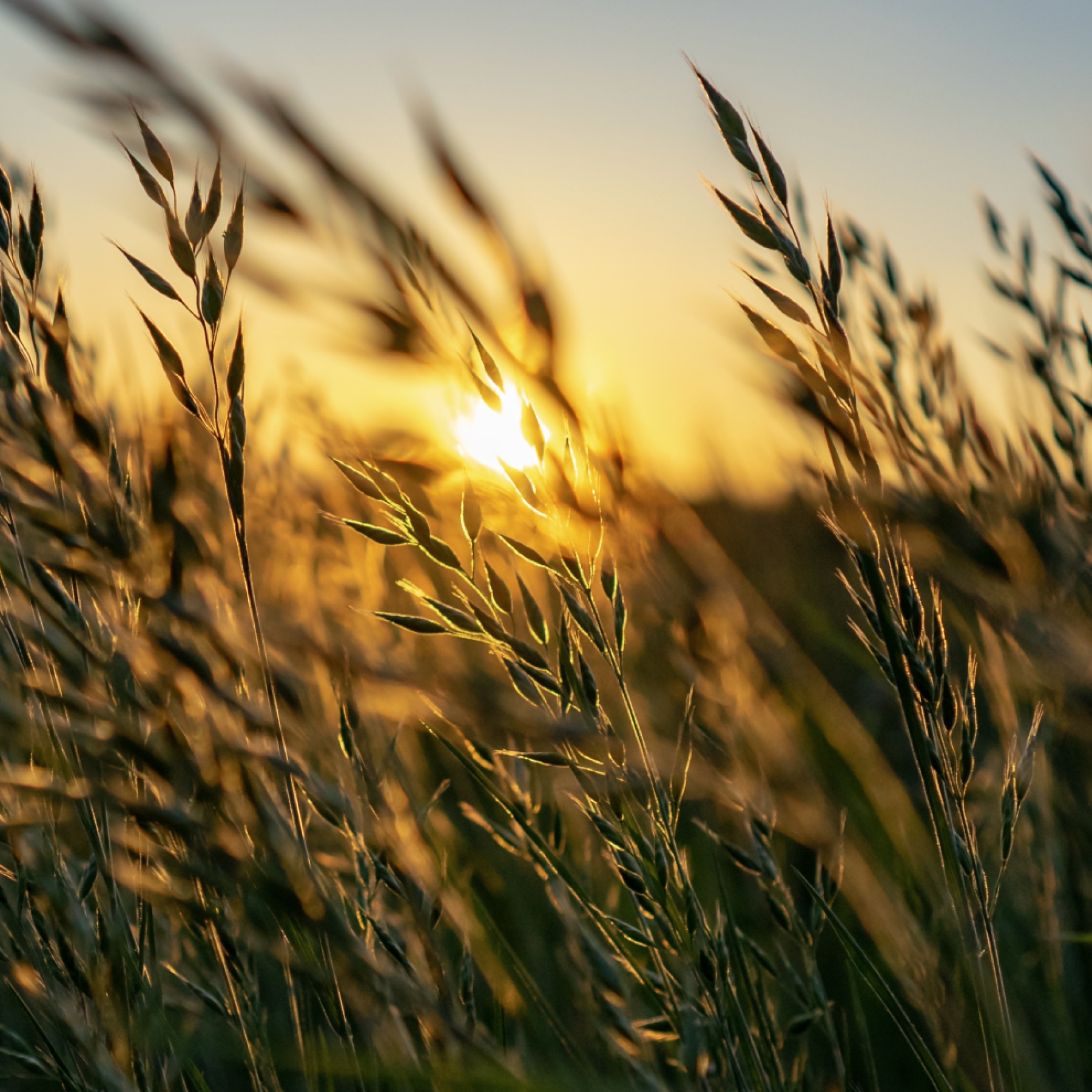 Tall grass illuminated by warm sunlight at sunset.
